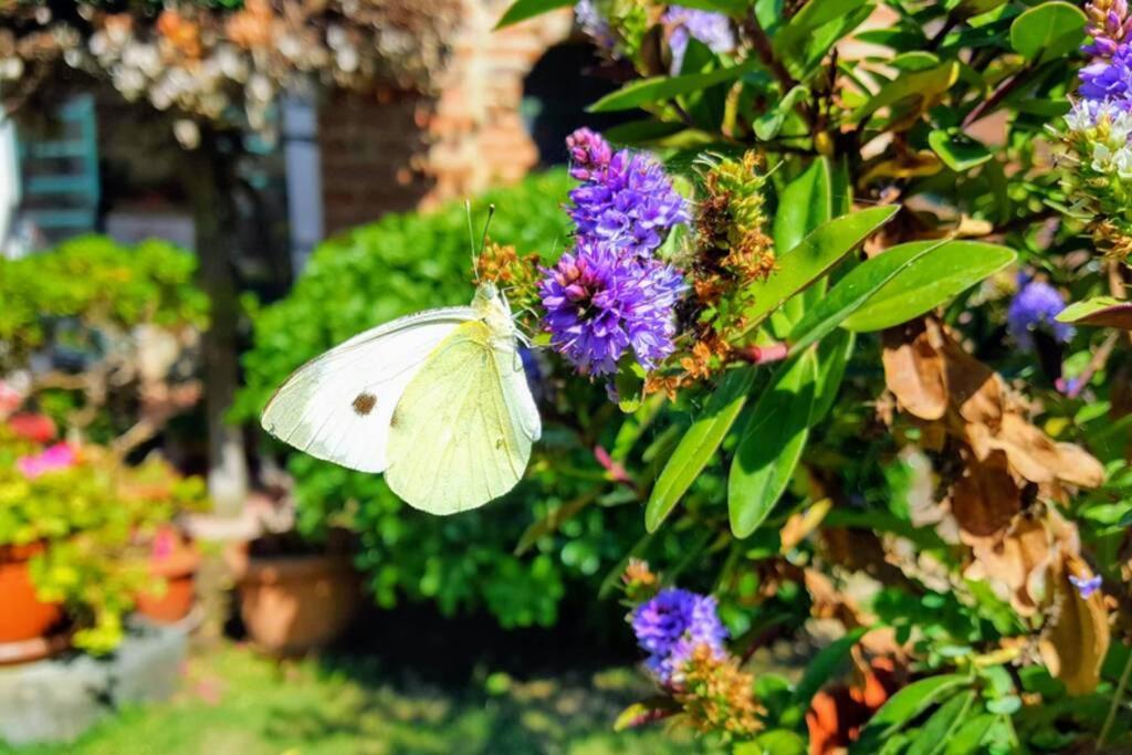 Bellavista La Tua Romantica Vacanza Sul Trasimeno Διαμέρισμα Castiglione del Lago Εξωτερικό φωτογραφία